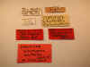 alutacea_type_label.jpg (66050 bytes)