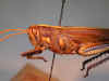 insignis_type_m_frontal.jpg (67660 bytes)