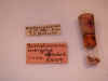 insignis_type_m_label.jpg (48476 bytes)