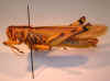 lineata_aposematic_lateral.jpg (95245 bytes)