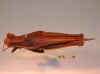 lineata_brown_dorsal.jpg (67002 bytes)