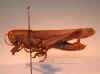 lineata_brown_lateral.jpg (86480 bytes)