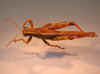 lineata_olive_dorsal.jpg (74267 bytes)