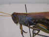 obscura_frontal.jpg (61193 bytes)